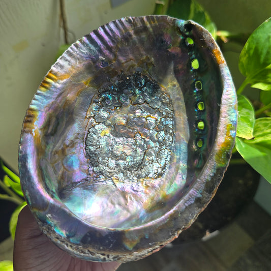 Abalone Shell