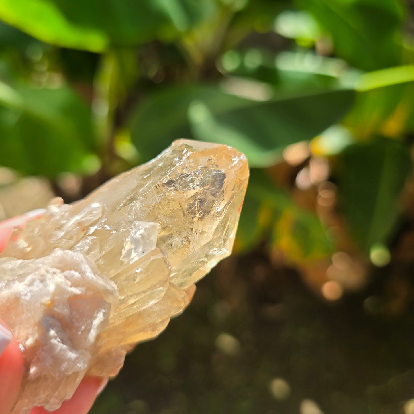 Elestial Citrine Specimen No 10