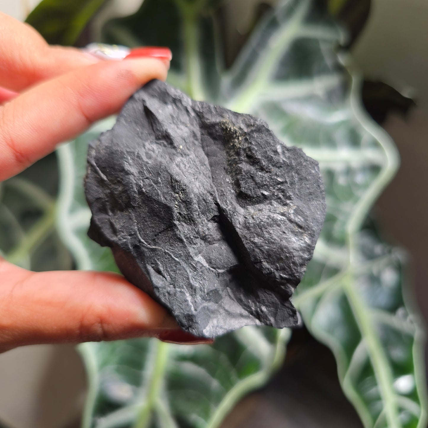 Raw Shungite Gemstone Chunk