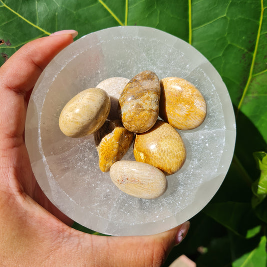 Fossilized Coral Tumbled Stone