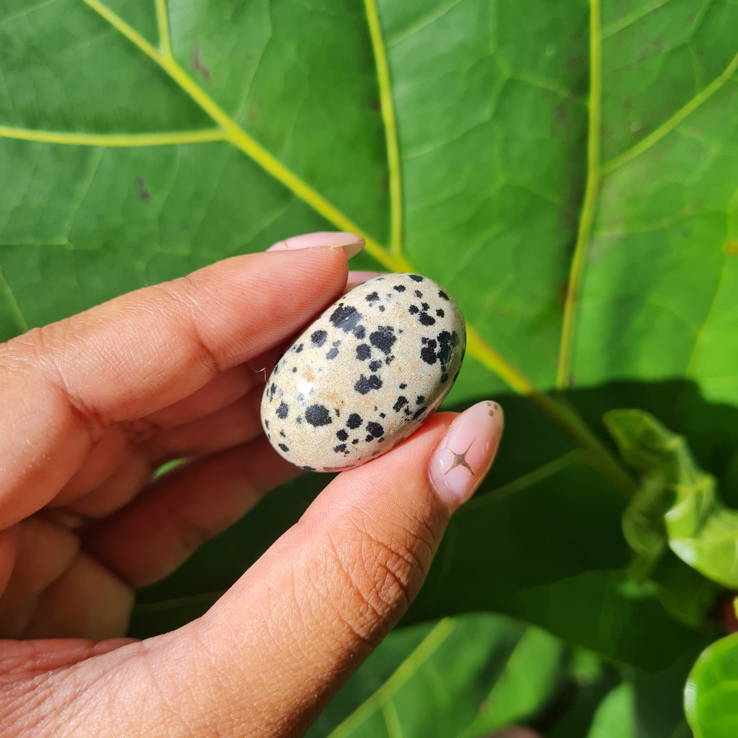 Dalmatian Jasper Tumbled Stone